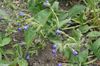 plava Cvijet Medunak foto
