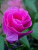 ვარდისფერი ყვავილების Malope ფოტო