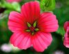 roșu Floare Malope fotografie