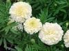 white Flower Marigold photo