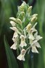 hvit Blomst Myr Orchid, Spotted Orkide bilde