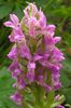 roze Moeras Orchidee, Gevlekte Orchis