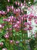 ვარდისფერი ყვავილების Martagon ლილი, საერთო Turk ქუდი ლილი ფოტო