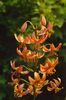 oranžna Cvet Martagon Lilija, Cap Skupnih Turka Lily fotografija
