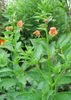 oranžna  Maska ​​cvet fotografija