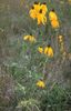 august Mexican Hats, Grey Headed Coneflower, Upright Prairie Coneflower, Yellow Coneflower, Red Hats