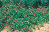 rood Bloem Mexicaanse Winecups, Papaver Kaasjeskruid foto