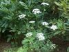 fehér  Minószi Csipke, Fehér Csipke Virág fénykép