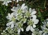 Rendas Minoan, Flor Laço Branco