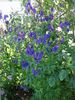 blå Blomst Monkshood bilde