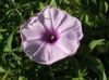бузковий Квітка Фарбітіс (Іпомея) фото