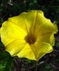 żółty Kwiat Farbitis (Morning Glory) zdjęcie