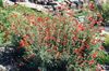 Narrowleaf California Fuchsia, Hoary Fuchsia, კოლიბრის საყვირის