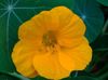 žltá Kvetina Kapucínka fotografie