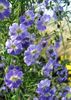 浅蓝 花 焊菜属的植物 照片