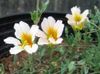white Flower Nasturtium photo