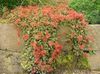 rød Blomst New Zealand Burr bilde