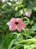 рожевий Квітка Номохаріс фото