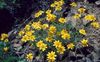 gelb  Oregon Sonnenschein, Wollige Sonnenblume, Woll Daisy foto