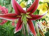 rdeča Cvet Orientalski Lily fotografija