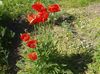 rood Oosterse Papaver