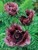 burgundy Flower Oriental poppy photo