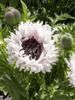 білий Квітка Мак Східний Багаторічний фото