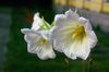 თეთრი ყვავილების Ostrowskia ფოტო