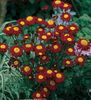 burgundia Floare Daisy Pictat, Pene De Aur, Feverfew De Aur fotografie