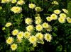 жовтий Квітка Пиретрум фото