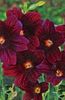 burgundia Floare Limba Pictate fotografie
