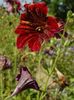 crvena Cvijet Leptir Jezik foto