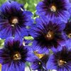 blau Blume Bemalte Zunge foto