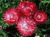 червоний Квітка Геліптерум (Акроклінум, Роданте)) фото