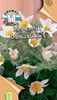 білий Квітка Простріл (Сон-Трава, Пульсатілла)) фото