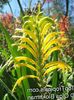 galben Floare Fanioane, Cornflag African, Cobra Crin fotografie
