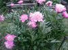 rosa Blume Pfingstrose foto