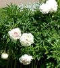 λευκό λουλούδι Παιωνία φωτογραφία