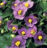 фіолетовий Квітка Екзакум фото