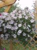 hvit Blomst Petunia bilde