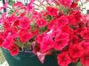 წითელი ყვავილების Petunia ფოტო