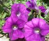 фіолетовий Квітка Петунія фото
