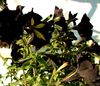 schwarz Blume Petunie foto