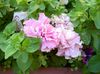 rosa Blume Petunie foto