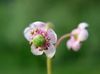 ροζ λουλούδι Pipsissewa, Πεύκο Πρίγκιπα, Έδαφος Holly φωτογραφία