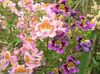 rosa  Fattigmanns Orchid, Butterfly Blomst bilde