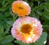 ვარდისფერი ყვავილების Pot Marigold ფოტო