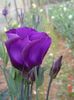фіолетовий Квітка Еустома (Лізіантус) фото