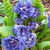 blå Blomma Primrose foto