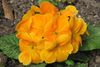 orange Flower Primrose photo